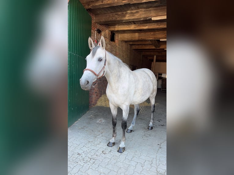 Koń holsztyński Klacz Źrebak (03/2025) Siwa in Duvensew