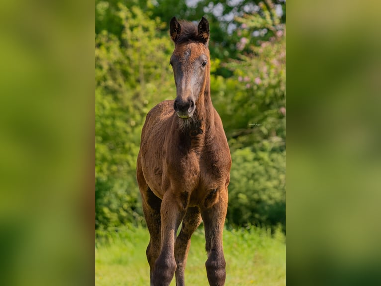 Koń holsztyński Klacz Źrebak (03/2025) Siwa in Duvensew