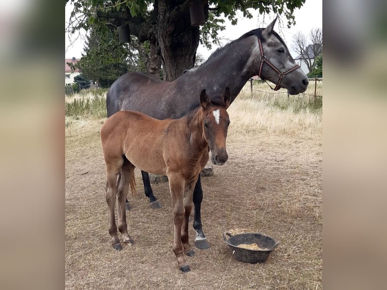 Koń holsztyński Klacz Źrebak (05/2026) Siwa in Arnstein