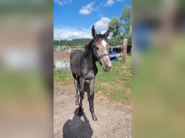 Koń holsztyński Klacz Źrebak (04/2025) Siwa in Lindewitt