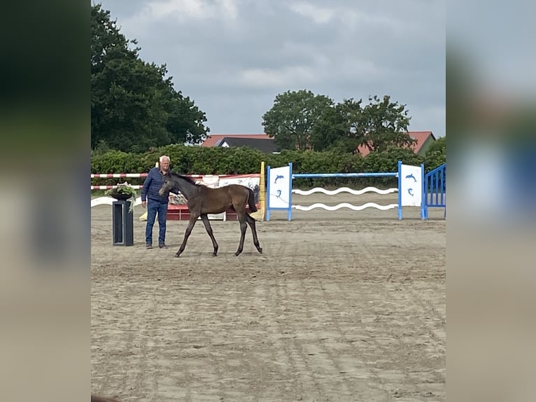 Koń holsztyński Klacz Źrebak (04/2025) Siwa in Lindewitt