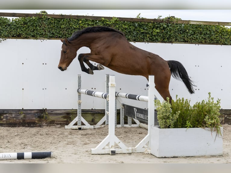 Koń holsztyński Ogier 12 lat 162 cm Gniada in Waddinxveen