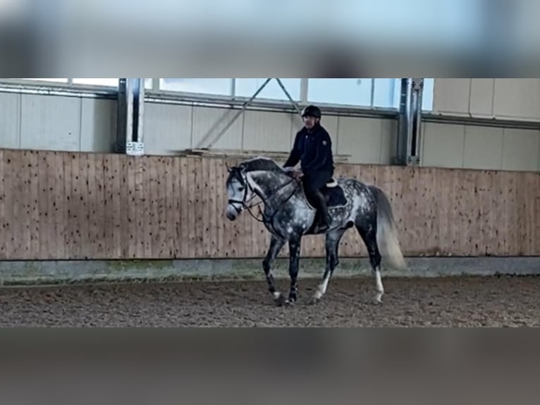 Koń holsztyński Ogier 12 lat 173 cm Siwa jabłkowita in Essen
