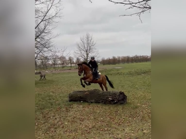 Koń holsztyński Ogier 13 lat 165 cm Gniada in Zossen