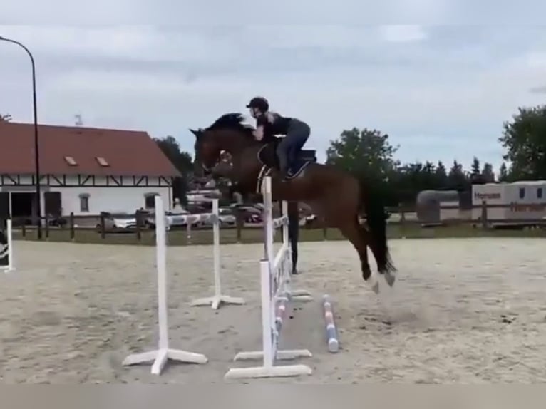 Koń holsztyński Ogier 13 lat 165 cm Gniada in Zossen