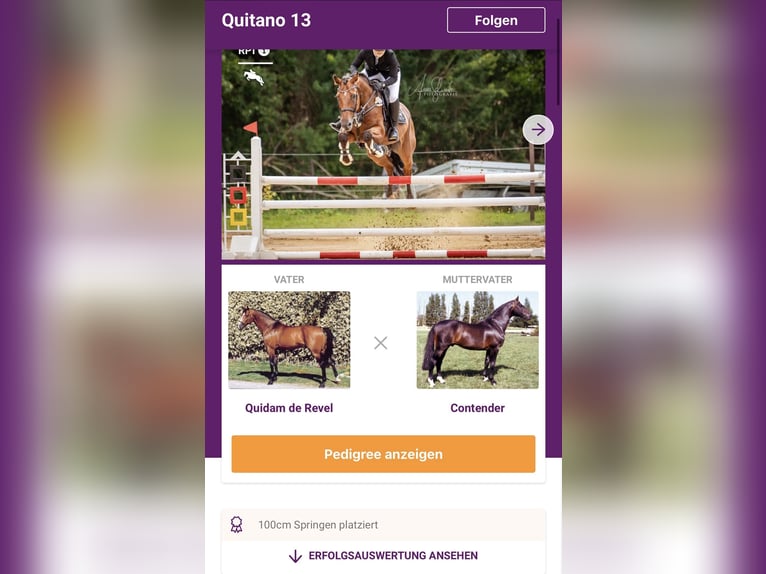 Koń holsztyński Ogier 13 lat 165 cm Gniada in Zossen