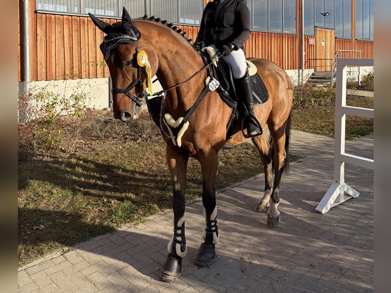 Koń holsztyński Ogier 13 lat 165 cm Gniada in Zossen