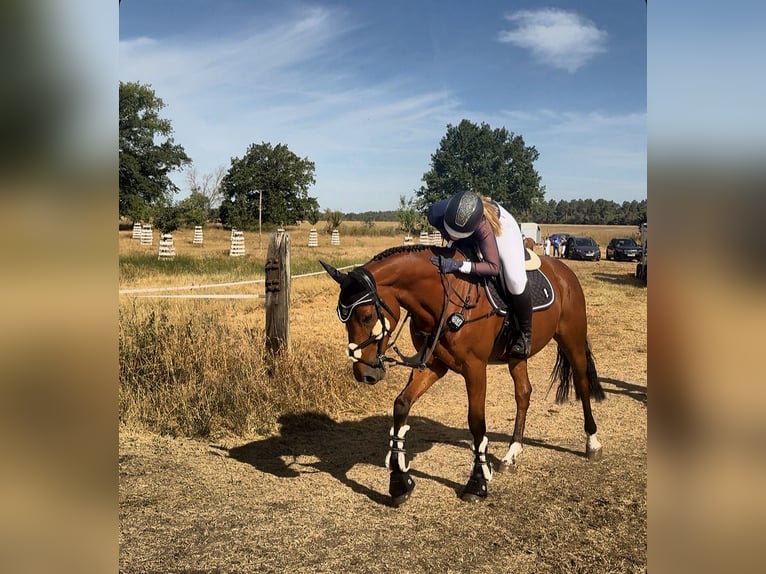 Koń holsztyński Ogier 13 lat 165 cm Gniada in Zossen