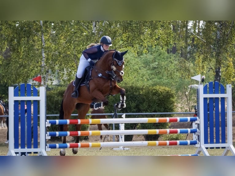 Koń holsztyński Ogier 13 lat 165 cm Gniada in Zossen