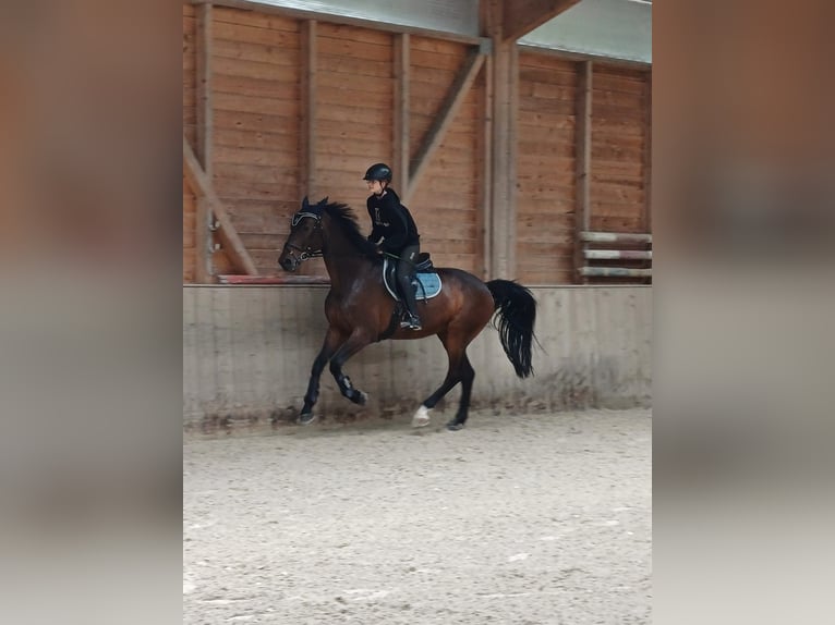 Koń holsztyński Ogier 15 lat 169 cm Ciemnogniada in Lenzburg