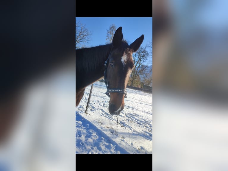 Koń holsztyński Ogier 15 lat 170 cm in Ruhstatt