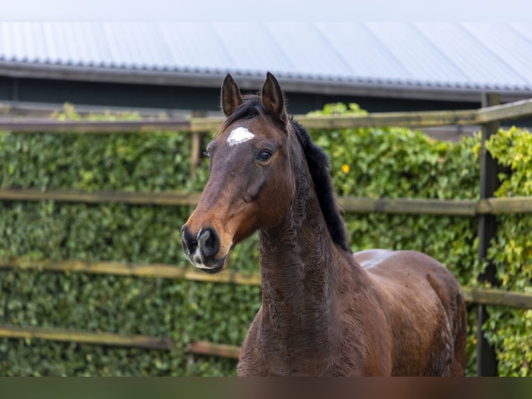 Koń holsztyński Ogier 16 lat 167 cm Gniada in Waddinxveen