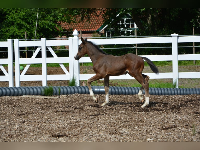 Koń holsztyński Ogier 1 Rok 130 cm Ciemnogniada in Westerstede