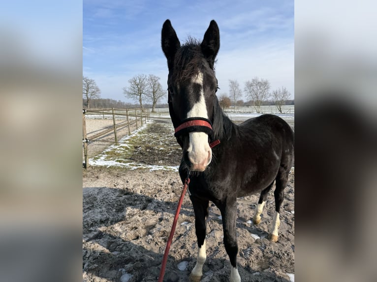 Koń holsztyński Ogier 1 Rok 130 cm Ciemnogniada in Westerstede