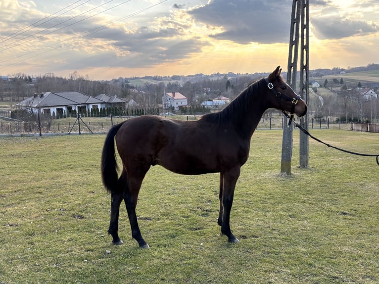 Koń holsztyński Ogier 1 Rok 150 cm Gniada in Zalasowa