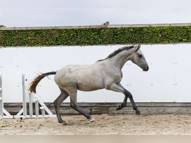 Koń holsztyński Ogier 1 Rok 158 cm Siwa in Waddinxveen