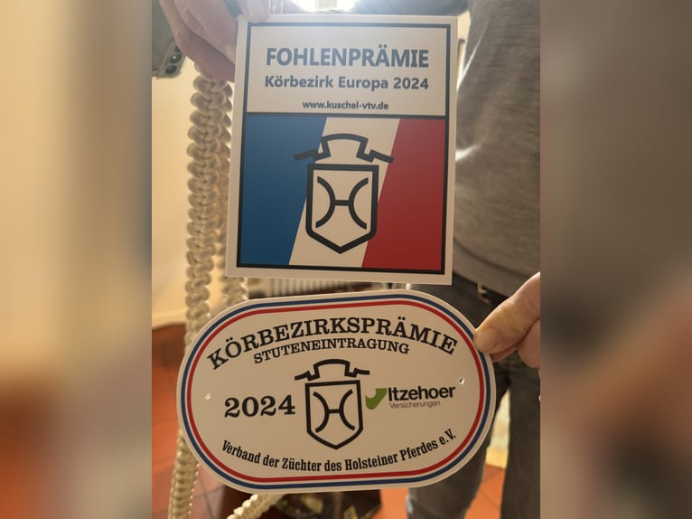 Koń holsztyński Ogier 1 Rok 167 cm Siwa jabłkowita in Neufeld