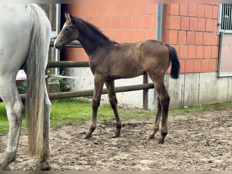 Koń holsztyński Ogier 1 Rok 168 cm Stalowosiwy in Neufeld