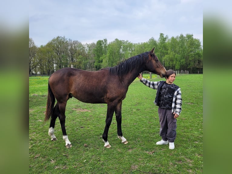 Koń holsztyński Ogier 1 Rok 170 cm Gniada in Klein Pampau