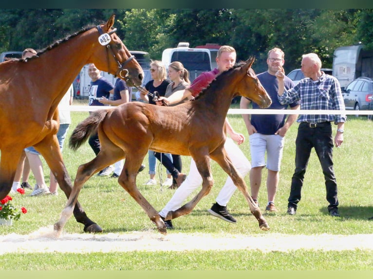 Koń holsztyński Ogier 1 Rok 172 cm Ciemnogniada in Goldenbek