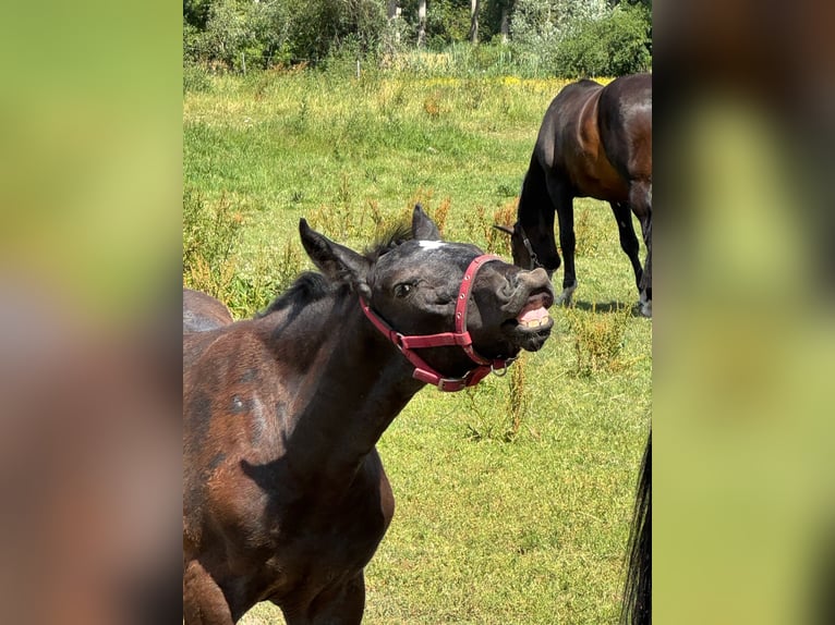 Koń holsztyński Ogier 1 Rok 172 cm Siwa in Bad Oeynhausen