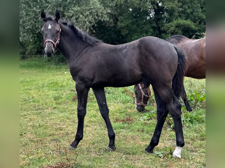 Koń holsztyński Ogier 1 Rok 172 cm Siwa in Lauenburg