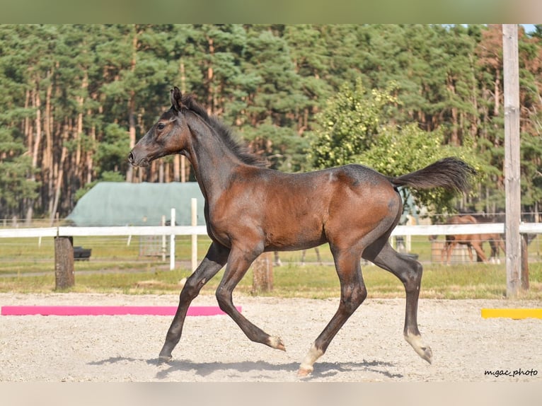 Koń holsztyński Ogier 1 Rok 175 cm Siwa jabłkowita in Bronków
