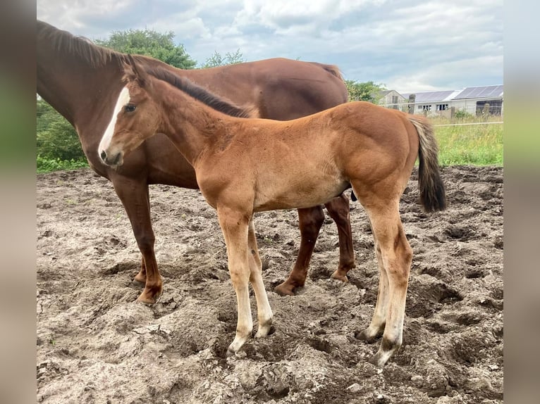 Koń holsztyński Ogier 1 Rok Gniada in Marisfeld
