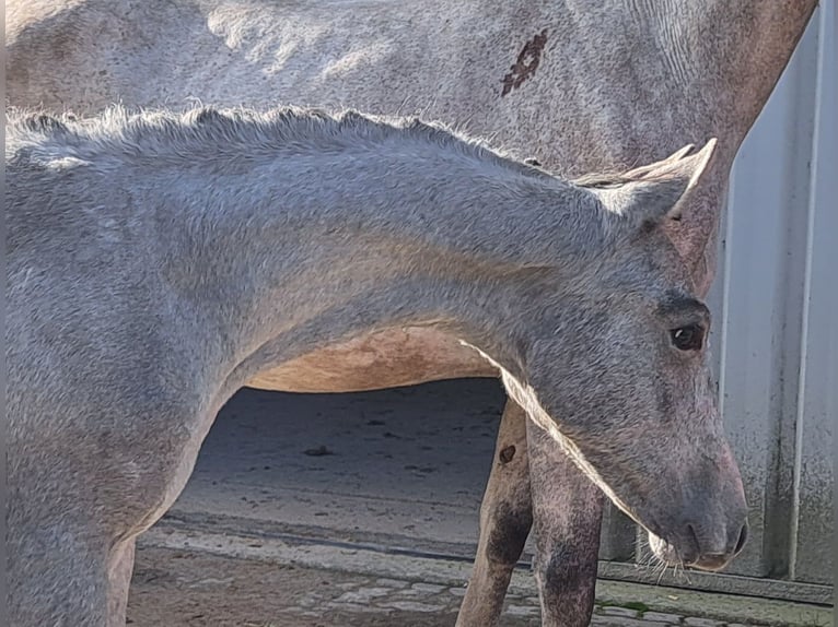 Koń holsztyński Ogier 1 Rok Siwa in Himbergen