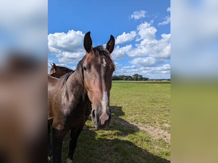 Koń holsztyński Ogier 2 lat 165 cm Gniada in Nienhagen