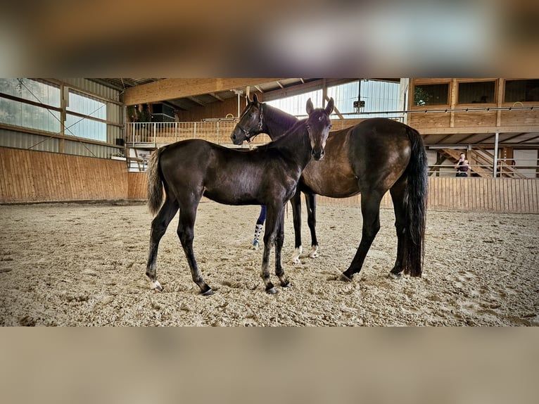 Koń holsztyński Ogier 2 lat 165 cm Skarogniada in Hamburg