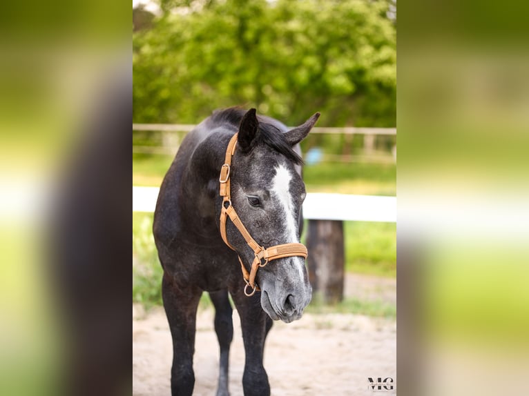 Koń holsztyński Ogier 2 lat 175 cm Siwa jabłkowita in Bobrowice