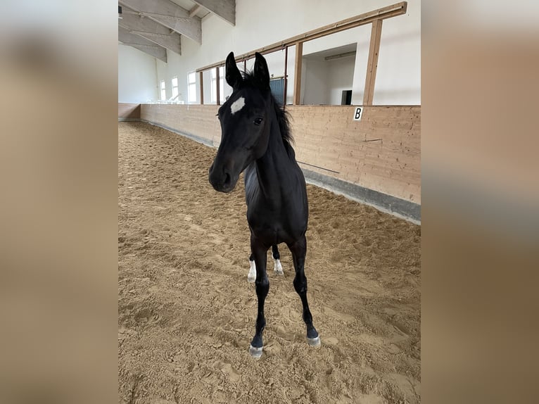Koń holsztyński Ogier 2 lat Kara in Überlingen