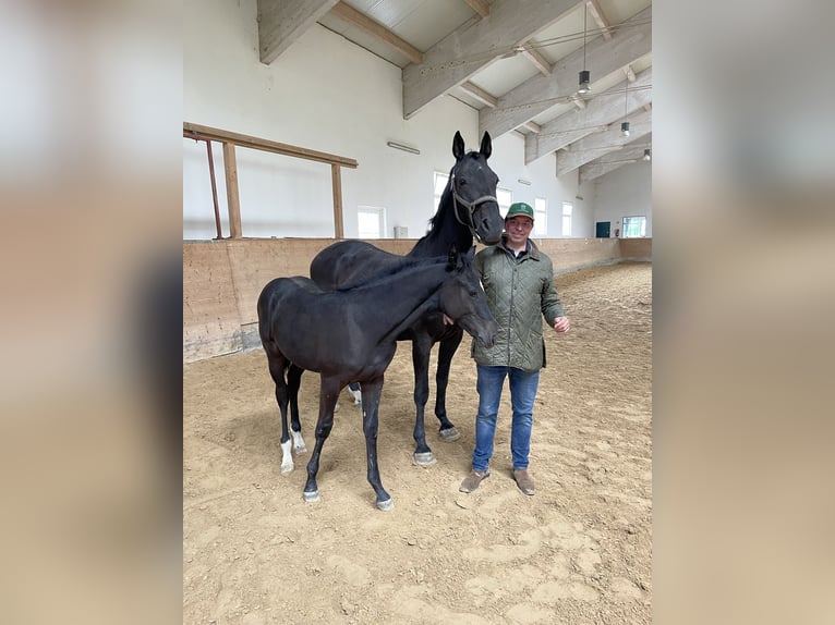 Koń holsztyński Ogier 2 lat Kara in Überlingen