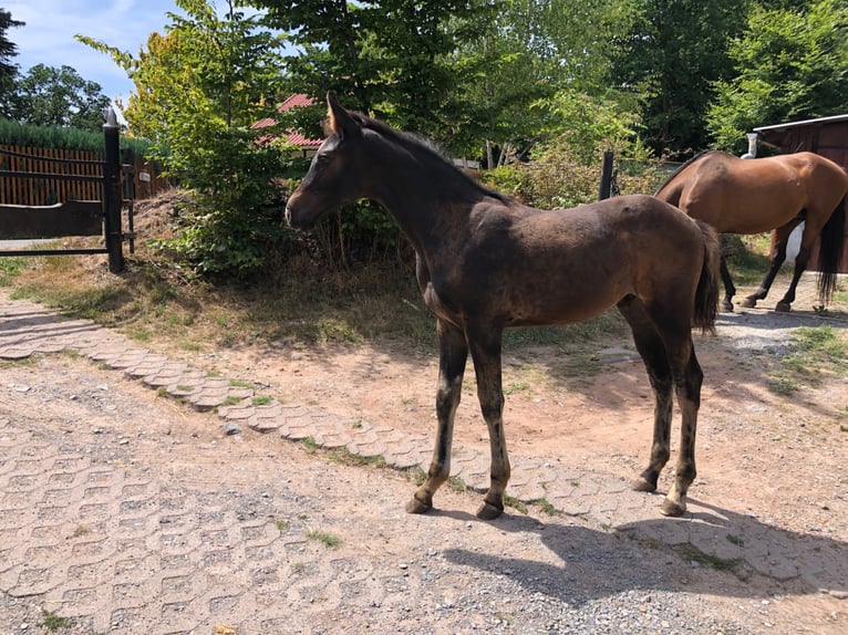 Koń holsztyński Ogier 2 lat in Suhl