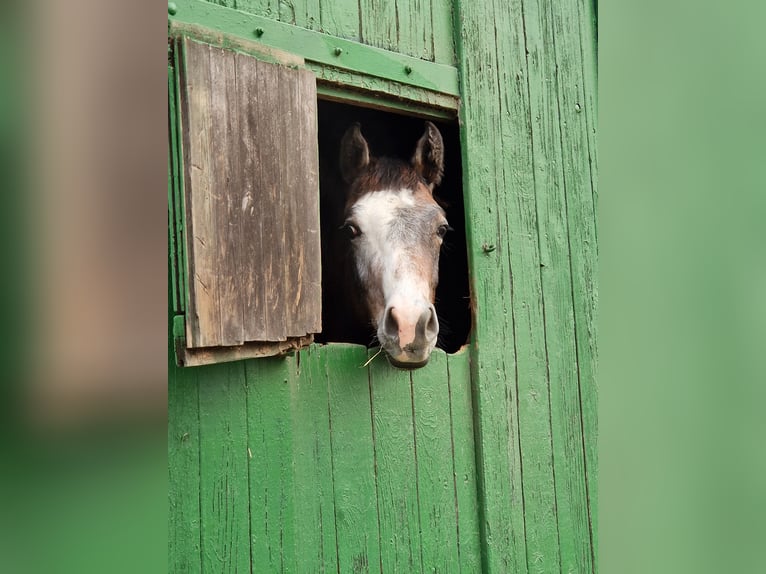 Koń holsztyński Ogier 2 lat Może być siwy in Büsum