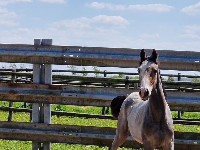 Koń holsztyński Ogier 2 lat Może być siwy in Büsum