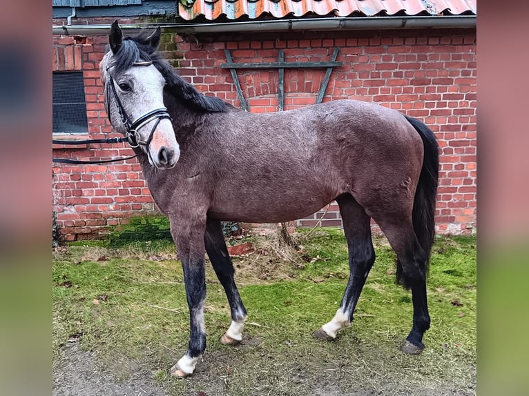Koń holsztyński Ogier 3 lat 160 cm Siwa jabłkowita in Verden (Aller)Verden Walle