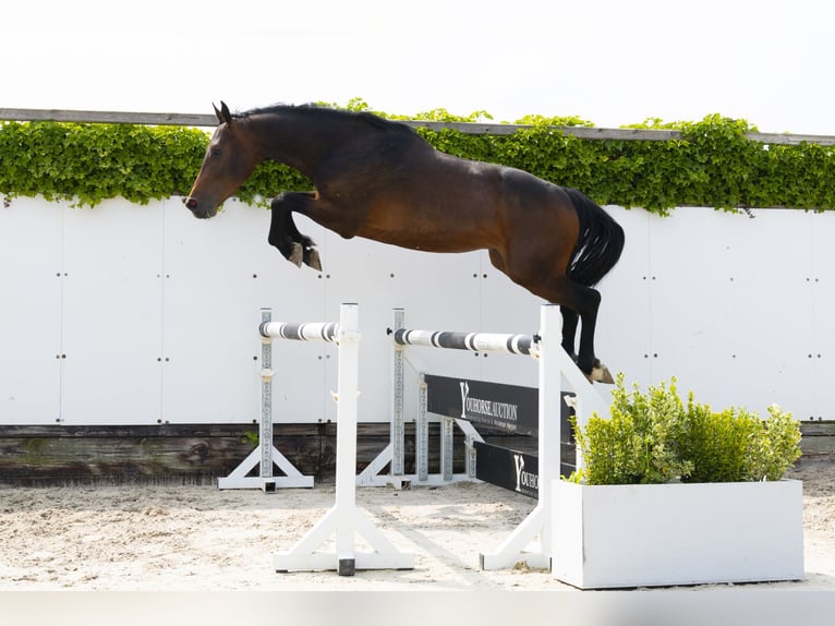 Koń holsztyński Ogier 3 lat 164 cm Ciemnogniada in Waddinxveen