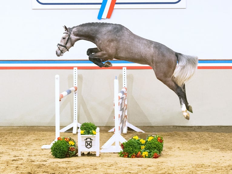 Koń holsztyński Ogier 3 lat 165 cm Siwa in Elmshorn