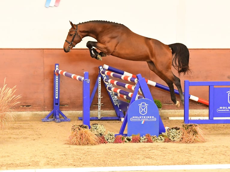 Koń holsztyński Ogier 3 lat 166 cm Gniada in Bargenstedt