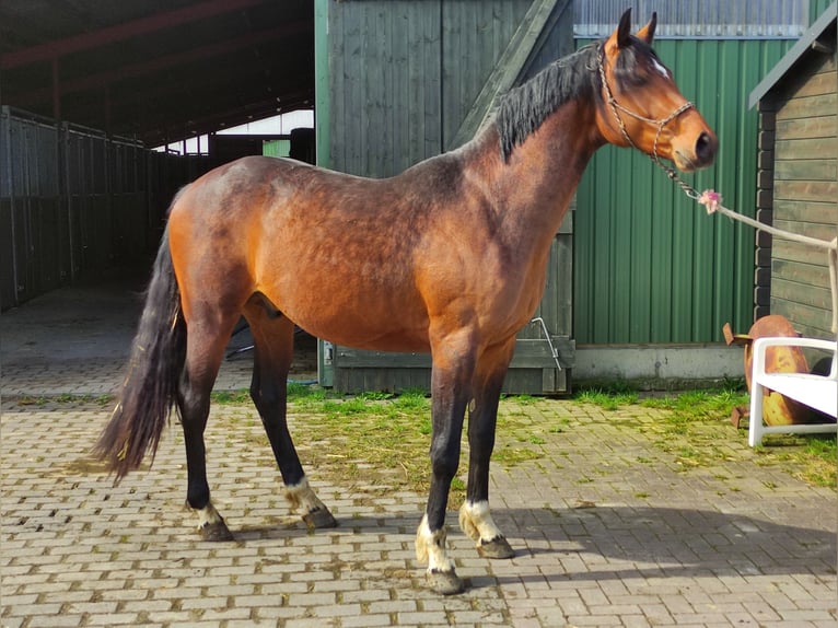 Koń holsztyński Ogier 3 lat 168 cm Gniada in Dunsum