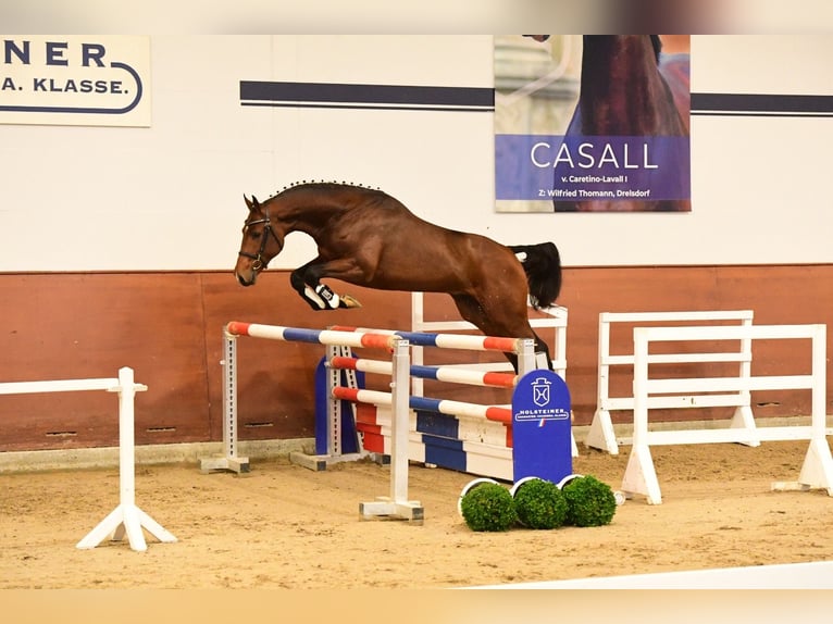 Koń holsztyński Ogier 3 lat 169 cm Ciemnogniada in Struvenhütten