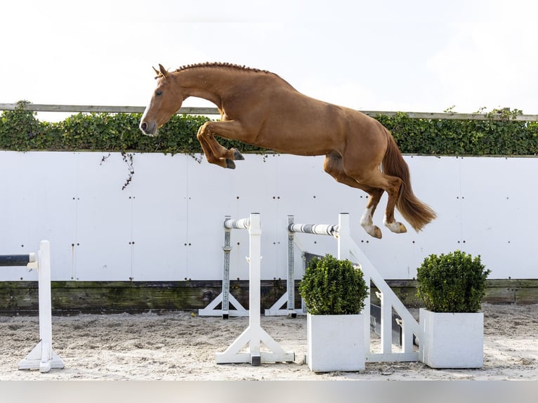 Koń holsztyński Ogier 3 lat 171 cm  in Waddinxveen