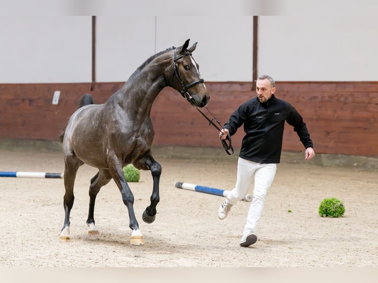 Koń holsztyński Ogier 4 lat 167 cm Siwa in Holtorfsbostel