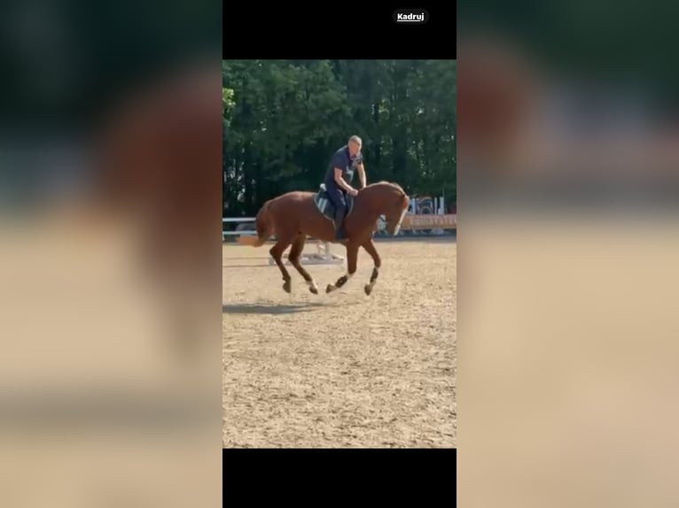 Koń holsztyński Ogier 4 lat 168 cm Kasztanowata in S&#x119;dzice