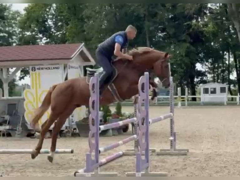 Koń holsztyński Ogier 4 lat 168 cm Kasztanowata in S&#x119;dzice