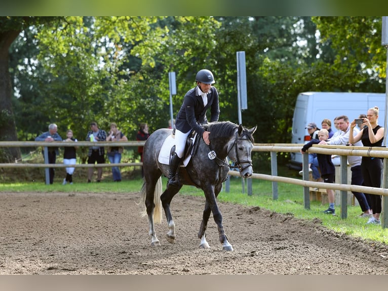 Koń holsztyński Ogier 5 lat 163 cm Siwa in Wittenbergen