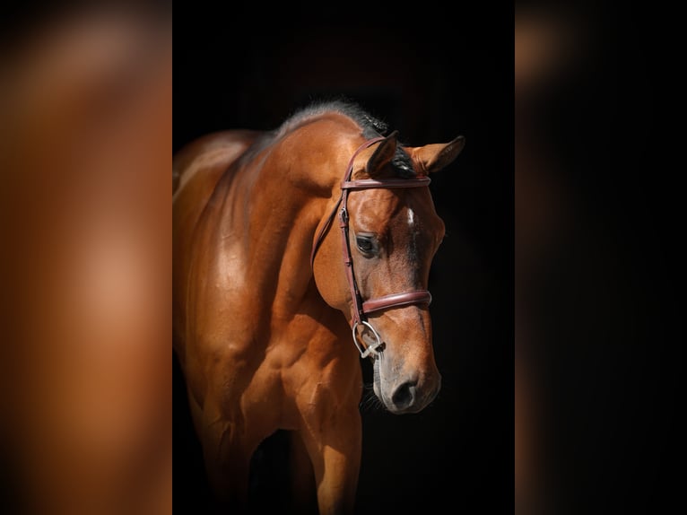 Koń holsztyński Ogier 5 lat 166 cm Gniada in Lastrup