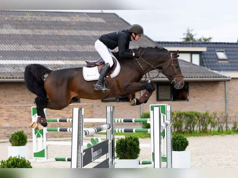 Koń holsztyński Ogier 5 lat 167 cm Ciemnogniada in Waddinxveen Koń holsztyński Ogier 5 lat 167 cm Ciemnogniada in Waddinxveen